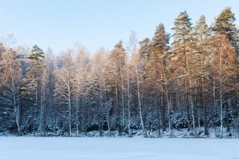Lakeside forest half in sunlight Stock Photos
