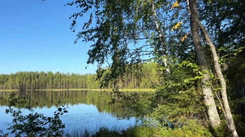 Lakeside Forest View with Blue Sky Perfect Nature Stock Footage 317629402