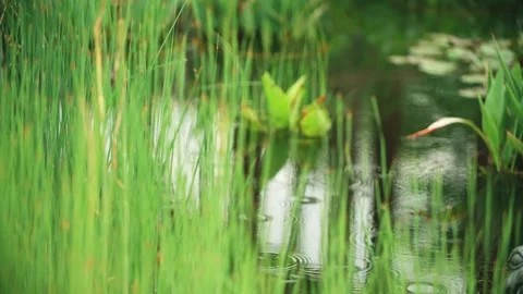 Lakeside in light rain Stock Footage 257530085