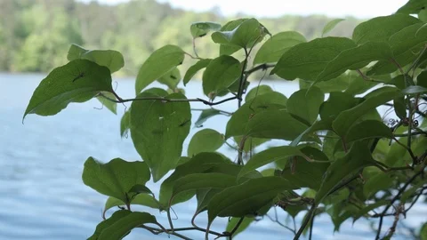 Lakeside Mosquitos Stock Footage 106950788