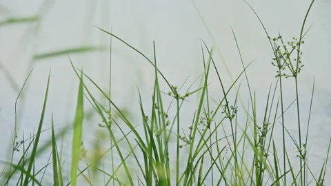 Lakeside Motion: Wild Grasses and Weeds Swaying Gently in the Breeze(ProRes 422) Stock Footage 320821447