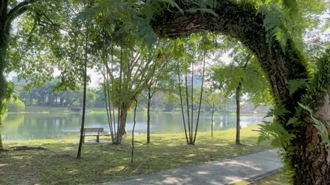 A lakeside park with lush green trees. Stock Footage 297377635