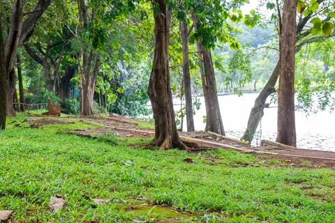 Lakeside Park Path with Trees and Green Grass Stock Photos