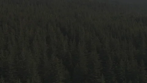 Lakeside Pine Tree Mountains Stock Footage 255319829