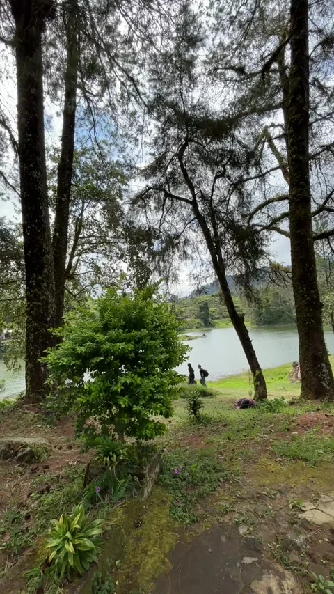 Lakeside Pine Trees and Tropical Landscape at Situ Patenggang Stock Footage 338178410