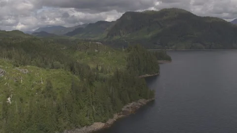 Lakeside Pine Trees with Mountains in Background Drone Stock Footage 255143394