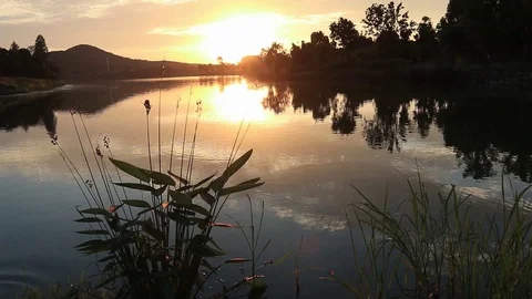 Lakeside plants with evening sunset background Video stock 122121196