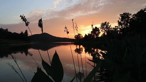 Lakeside plants with evening sunset background Video stock 122121203