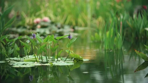 Lakeside plants in light rain 動画素材 257530082