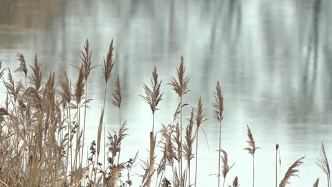 Lakeside plants shallow depth of field Stock Footage 71305965