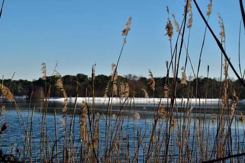 Lakeside reeds before a frozen lake close to Oss, Netherlands Stock Photos