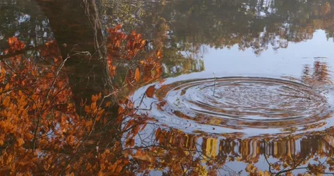 Lakeside Reflection of Autumn Tree Stock Footage