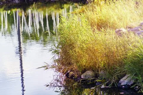 Lakeside with rocks and grass in the setting sun Foto stock
