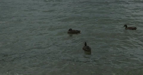 Lakeside Serenity: Ducks on Tranquil Waters Stock Footage 250142421