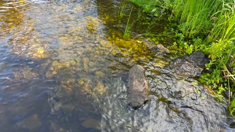 Lakeside on a sunny day. Video stock 133186979