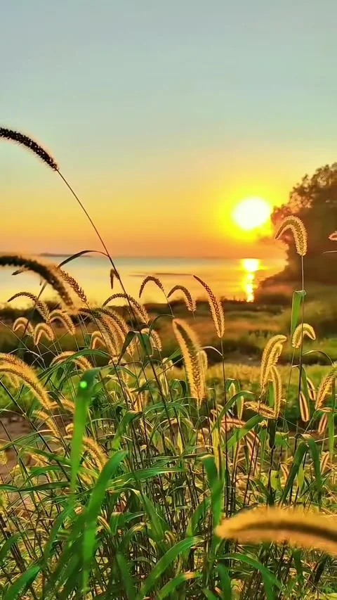 Lakeside Sunset Over Tall Grass Stock Footage 341629369