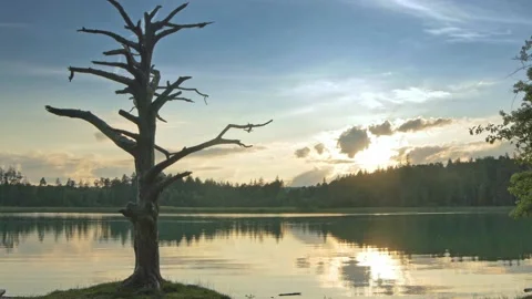 Lakeside tree handheld Video stock 132763760