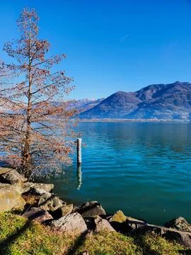 Lakeside Tree in Winter Stock Photos