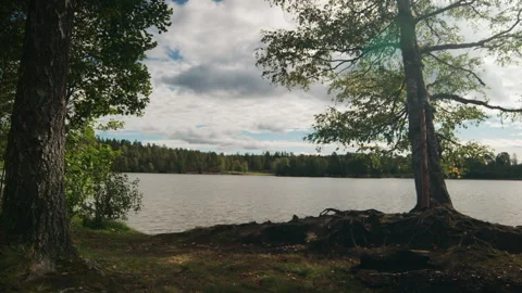 Lakeside Trees and Exposed Roots Framing Wide Water in Norway Stock Footage 345771065