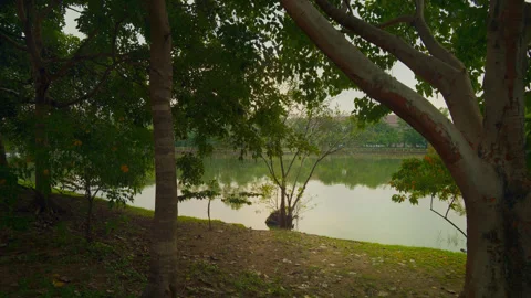Lakeside trees framing calm water at sunset Stock Footage 321009047