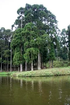 Lakeside Trees Stock Photos