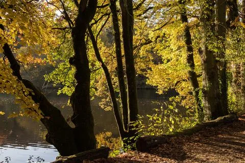 Lakeside trees Foto stock