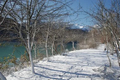 Lakeside Trees in Snow Stock Photos