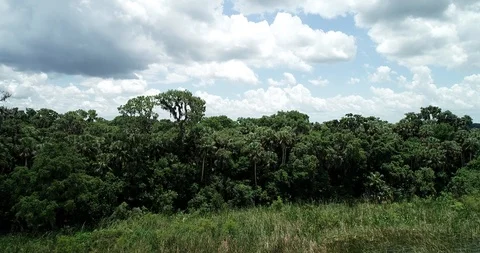 Lakeside view at Trimble Park - Florida Stock Footage 91308160