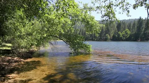 LakeWithDuck HD 動画素材 10773483