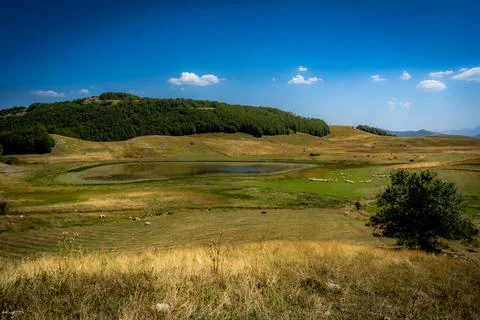 Laky-sheeps Foto stock