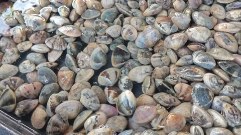 Lala clams Stock Footage 245473281