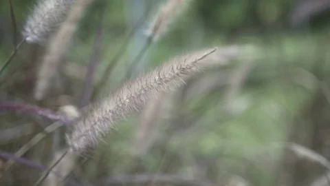 Lalang Field Stock Footage 83784855