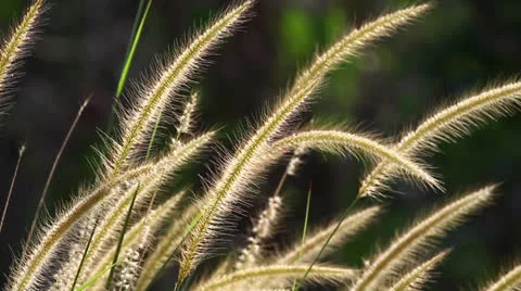 Lalang Grass 2 Stock Footage 25133554