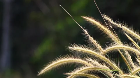 Lalang Grass Stock Footage 27518551