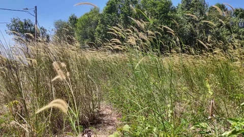 Lalang in Motion: Wind Through Grass Stock Footage 327674725