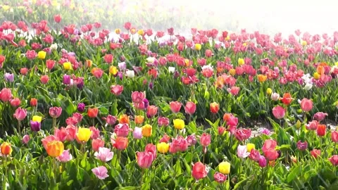 Lale4 Stock Footage 282176406