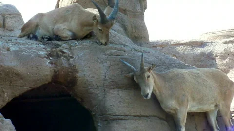 Lam Stock Footage 512259