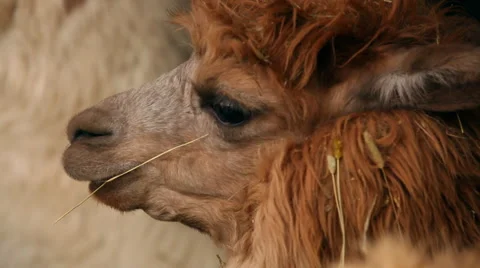 Lama alpaca close up Video stock 47840296