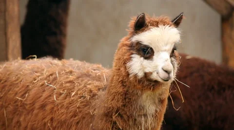 Lama alpaca farm Stock Footage 47839440