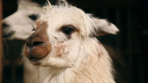 Lama alpaca Stock Footage 47839768