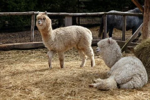 Lama in the cage Stock Photos