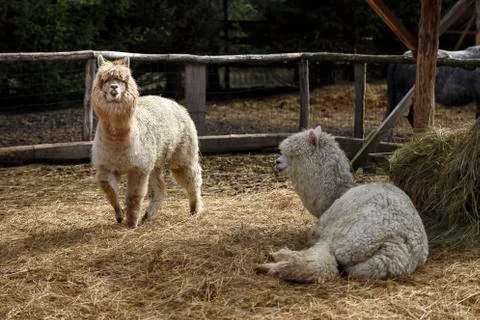 Lama in the cage Stock Photos