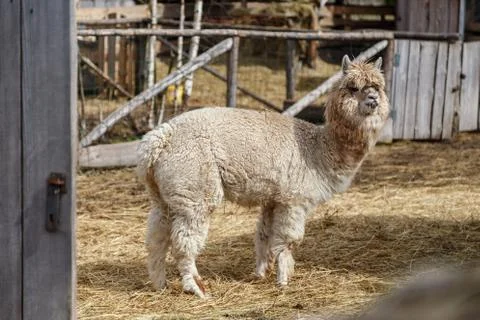 Lama in the cage Stock Photos