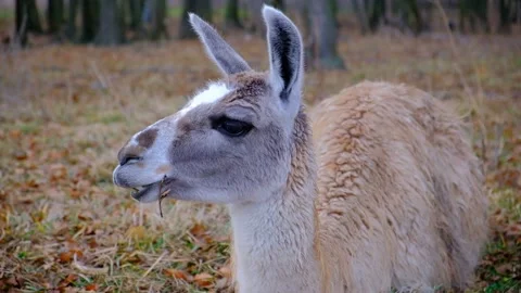 Lama chews lying down. Two-tone fur alpaca resting on a cool day Stock Footage 182476421