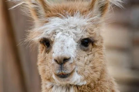 Lama. Close-up 스톡 사진