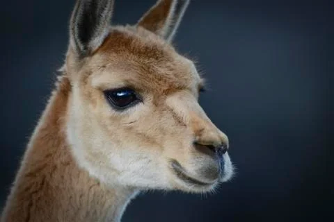Lama close up Stock Photos