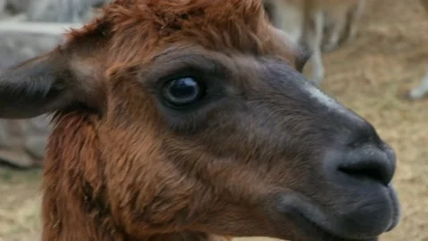 Lama  Close-up shot Stock-Footage 233184423