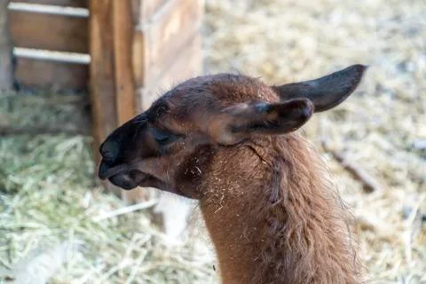 Lama cub back head 写真素材