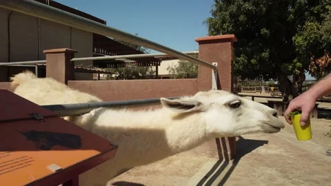 Lama in Cyprus. Video stock 179059631