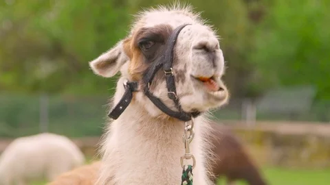 Lama is eating closeup Видео 107765771